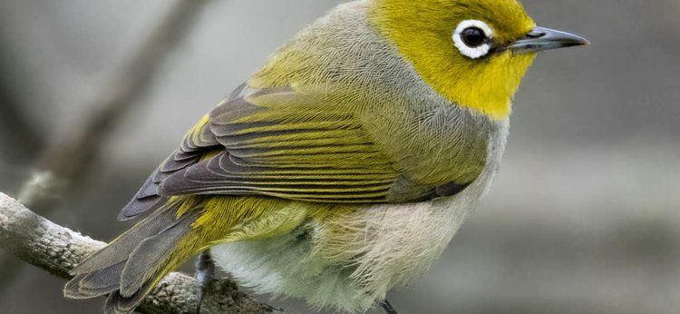 Bird: A Silver Eye; Open source procurement tools often take ornithological names
